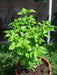Jamaican Red Scotch Bonnet (Original Strain) pepper Seed - Caribbean garden seed