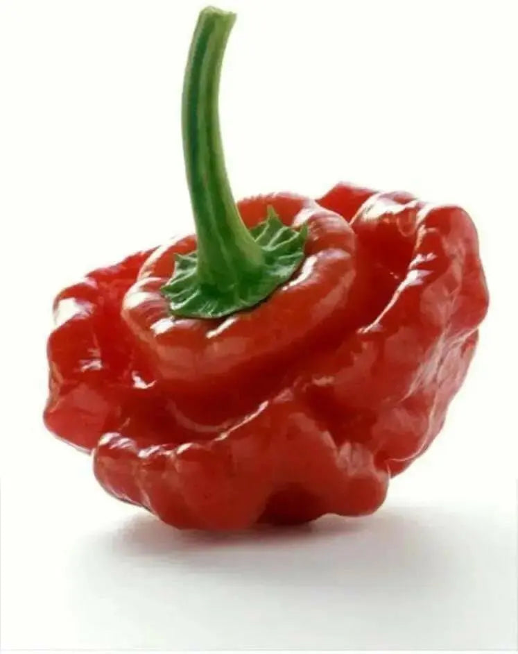 Jamaican Red Scotch Bonnet (Original Strain) pepper Seed - Caribbean garden seed