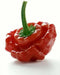 Jamaican Red Scotch Bonnet (Original Strain) pepper Seed - Caribbean garden seed