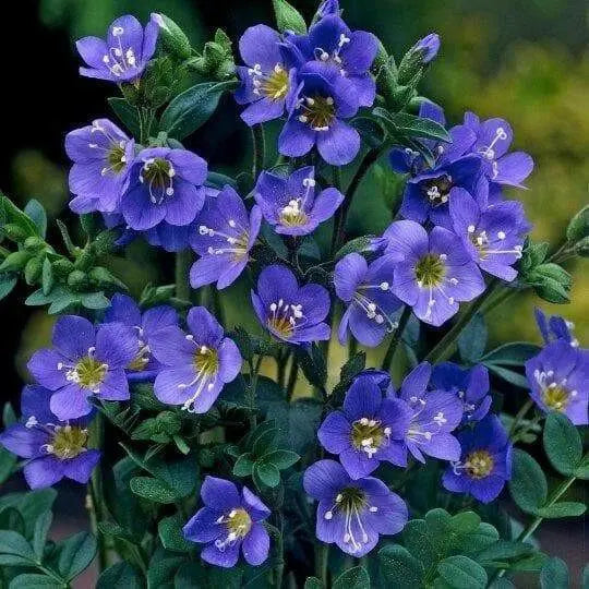 Jacob's Ladder Seeds, Pearl Blue, Winter hardy to zone 2. - Caribbean garden seed