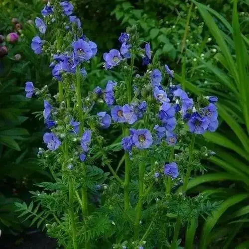 Jacob's Ladder Seeds, Pearl Blue, Winter hardy to zone 2. - Caribbean garden seed