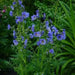 Jacob's Ladder Seeds, Pearl Blue, Winter hardy to zone 2. - Caribbean garden seed