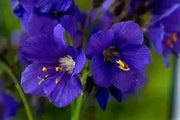 Jacob's Ladder Seeds, Pearl Blue, Winter hardy to zone 2. - Caribbean garden seed