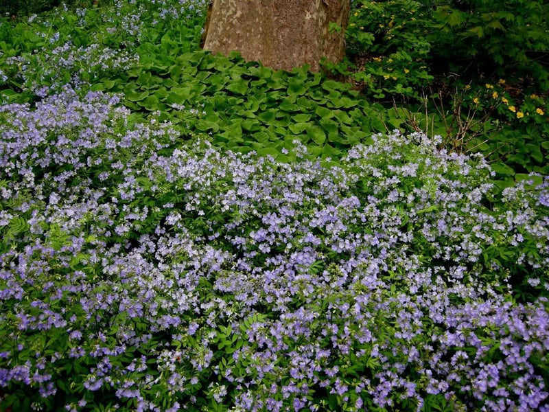 Jacob's Ladder Seeds, Pearl Blue, Winter hardy to zone 2. - Caribbean garden seed