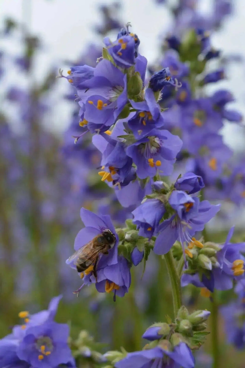 Jacob's Ladder Seeds, Pearl Blue, Winter hardy to zone 2. - Caribbean garden seed