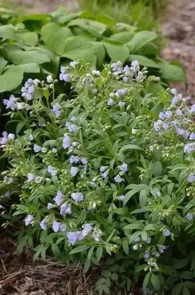 Jacob's Ladder Seeds, Pearl Blue, Winter hardy to zone 2. - Caribbean garden seed
