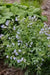 Jacob's Ladder Seeds, Pearl Blue, Winter hardy to zone 2. - Caribbean garden seed