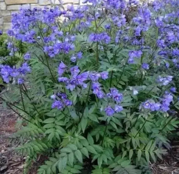 Jacob's Ladder Seeds, Pearl Blue, Winter hardy to zone 2. - Caribbean garden seed