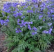 Jacob's Ladder Seeds, Pearl Blue, Winter hardy to zone 2. - Caribbean garden seed