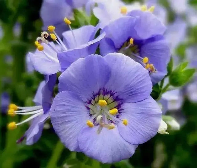 Jacob's Ladder Seeds, Pearl Blue, Winter hardy to zone 2. - Caribbean garden seed