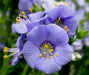 Jacob's Ladder Seeds, Pearl Blue, Winter hardy to zone 2. - Caribbean garden seed