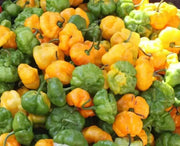 Jamaican Scotch Bonnet PEPPER (Capsicum chinense)  Pepper seeds - Caribbean garden seed