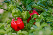 JAMAICAN Red scotch bonnet, pepper Seeds,Capsicum chinense - Caribbean garden seed