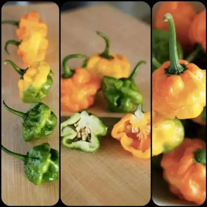 Jamaican Scotch Bonnet PEPPER (Capsicum chinense)  Pepper seeds - Caribbean garden seed