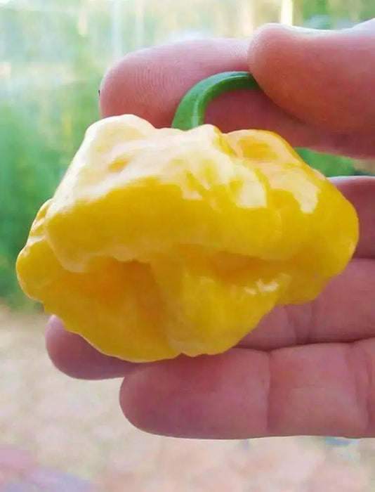 Jamaican Scotch Bonnet PEPPER (Capsicum chinense)  Pepper seeds - Caribbean garden seed