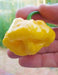 Jamaican Scotch Bonnet PEPPER (Capsicum chinense)  Pepper seeds - Caribbean garden seed