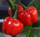JAMAICAN Red scotch bonnet, pepper Seeds,Capsicum chinense - Caribbean garden seed