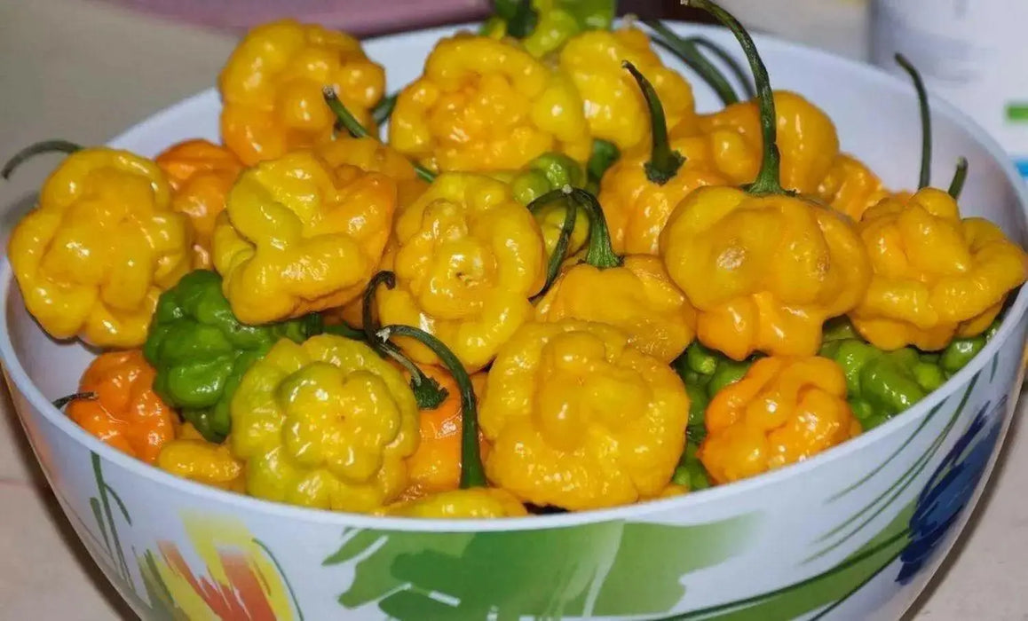 Jamaican Scotch Bonnet PEPPER (Capsicum chinense)  Pepper seeds - Caribbean garden seed
