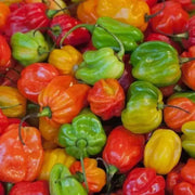 JAMAICAN Red scotch bonnet, pepper Seeds,Capsicum chinense - Caribbean garden seed