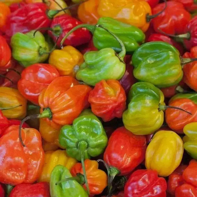 JAMAICAN Red scotch bonnet, pepper Seeds,Capsicum chinense - Caribbean garden seed