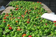 JAMAICAN Red scotch bonnet, pepper Seeds,Capsicum chinense - Caribbean garden seed