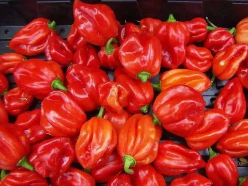 JAMAICAN Red scotch bonnet, pepper Seeds,Capsicum chinense - Caribbean garden seed