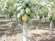 Jamaican Red PAPAYA Seeds, CARIBBEAN - Caribbean garden seed