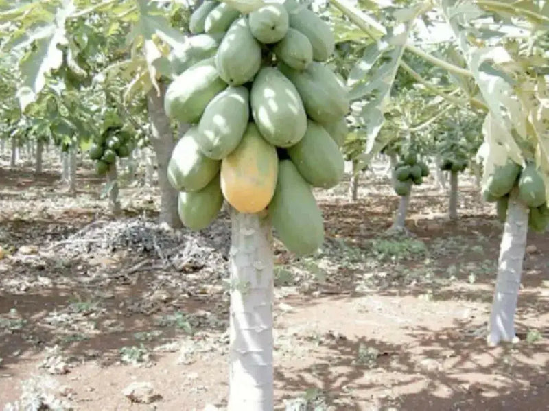 Jamaican Red PAPAYA Seeds, CARIBBEAN - Caribbean garden seed