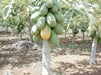 Jamaican Red PAPAYA Seeds, CARIBBEAN - Caribbean garden seed