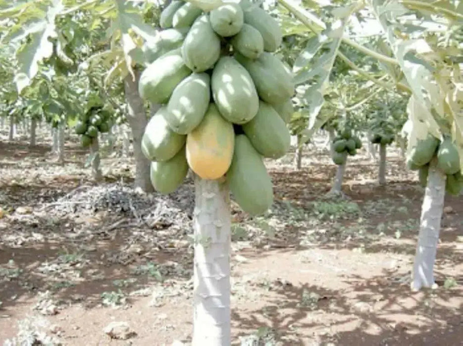 Jamaican Red PAPAYA Seeds, CARIBBEAN - Caribbean garden seed