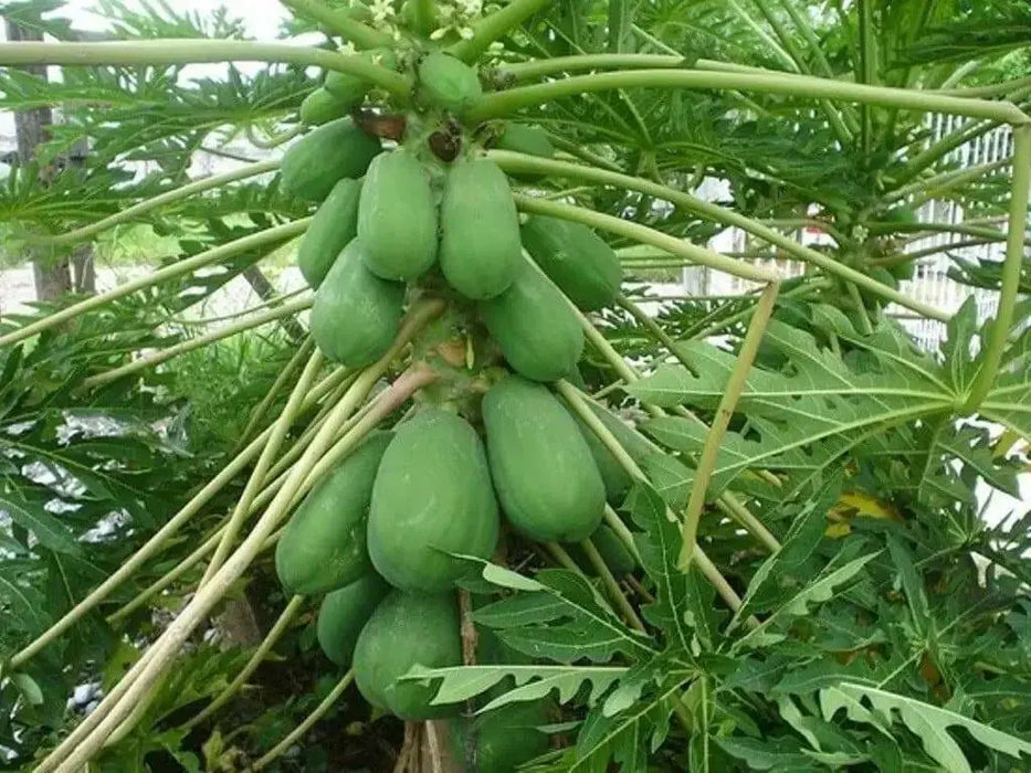 Jamaican Red PAPAYA Seeds, CARIBBEAN - Caribbean garden seed