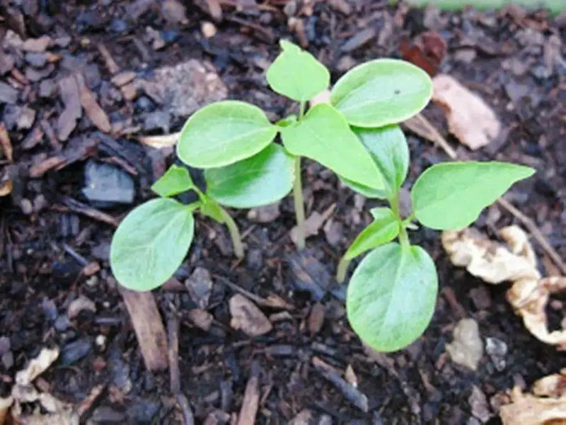 Jamaican Red PAPAYA Seeds, CARIBBEAN - Caribbean garden seed
