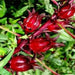 Jamaican Sorrel Seeds, Heirloom , Drought Tolerant,Hibiscus sabdariffa, - Caribbean garden seed