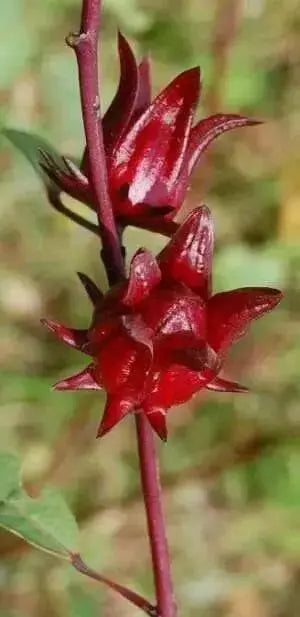 Jamaican Sorrel Seeds, Heirloom , Drought Tolerant,Hibiscus sabdariffa, - Caribbean garden seed