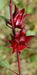 Jamaican Sorrel Seeds, Heirloom , Drought Tolerant,Hibiscus sabdariffa, - Caribbean garden seed
