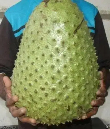 JAMAICAN SOURSOP SEEDS,Tropical Fruit - Caribbean garden seed