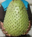 JAMAICAN SOURSOP SEEDS,Tropical Fruit - Caribbean garden seed
