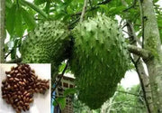 JAMAICAN SOURSOP SEEDS,Tropical Fruit - Caribbean garden seed
