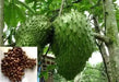 JAMAICAN SOURSOP SEEDS,Tropical Fruit - Caribbean garden seed