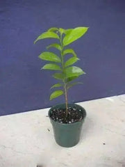 JAMAICAN SOURSOP SEEDS,Tropical Fruit - Caribbean garden seed