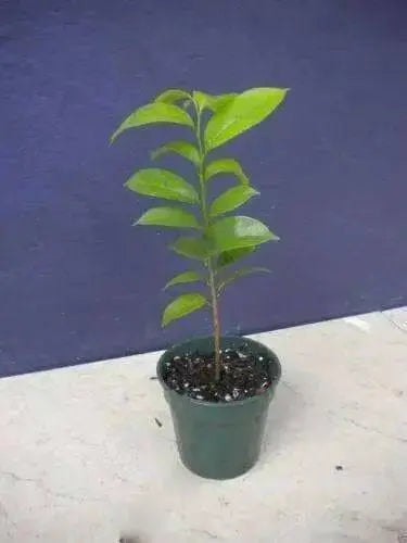JAMAICAN SOURSOP SEEDS,Tropical Fruit - Caribbean garden seed