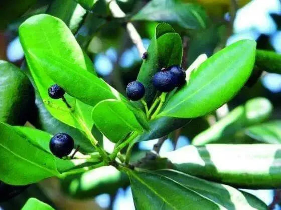 Jamaican Allspice, pimenta,( whole) MUST HAVE SPICE - Caribbean garden seed
