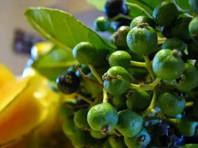 Jamaican Allspice, pimenta,( whole) MUST HAVE SPICE - Caribbean garden seed