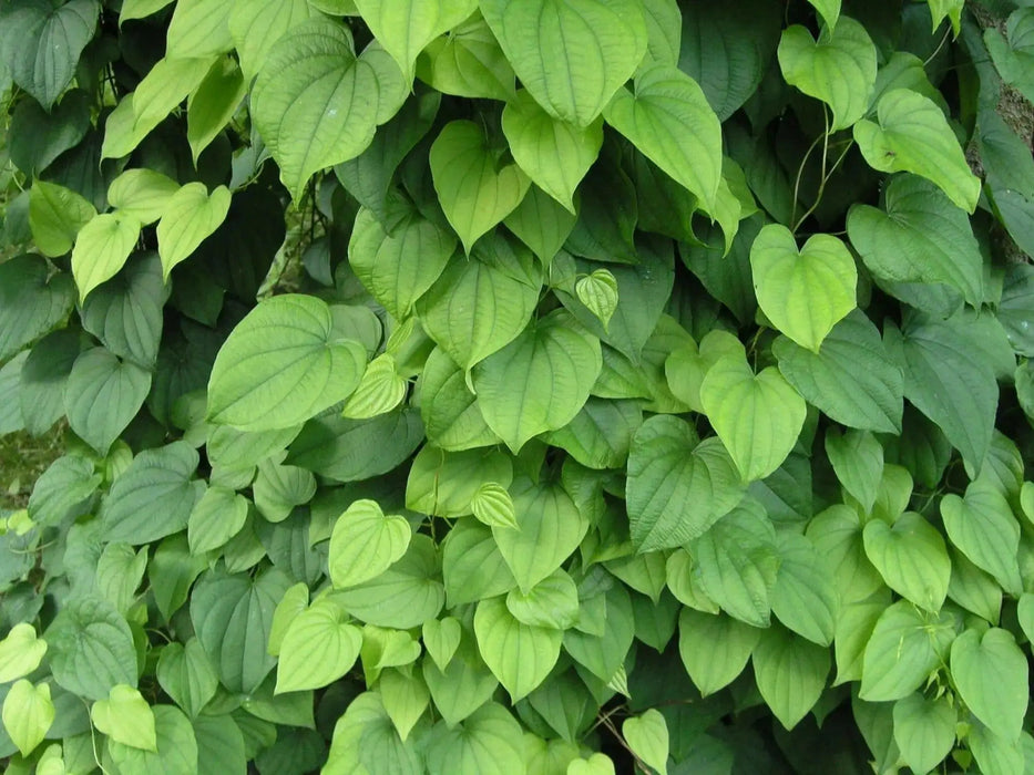 JAMAICAN YELLOW Yam (STARTER PLANTS) Caribbean PRODUCT - Caribbean garden seed