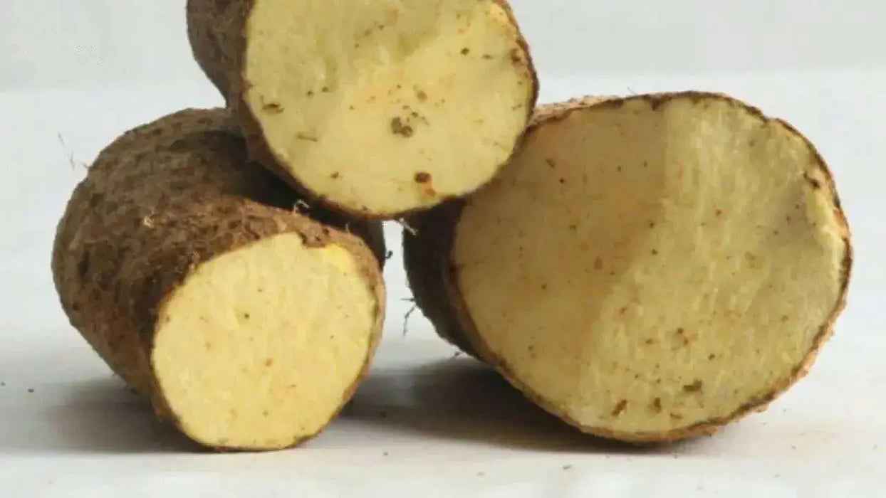 JAMAICAN YELLOW Yam (STARTER PLANTS) Caribbean PRODUCT - Caribbean garden seed