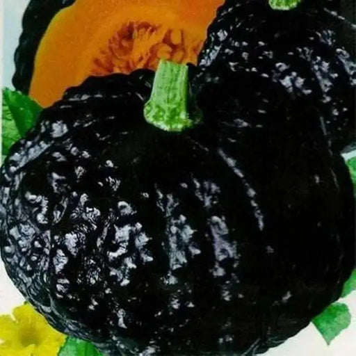 Japanese Black Pumpkin - Kabocha Seeds , Asian Vegetable - Caribbean garden seed
