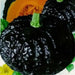 Japanese Black Pumpkin - Kabocha Seeds , Asian Vegetable - Caribbean garden seed