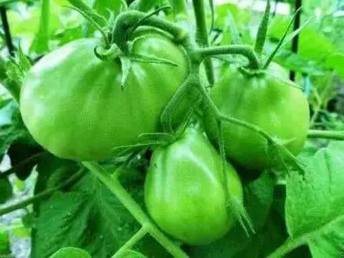 Japanese Black Trifele/truffle Tomato-HEIRLOOM SEEDS- - Caribbean garden seed