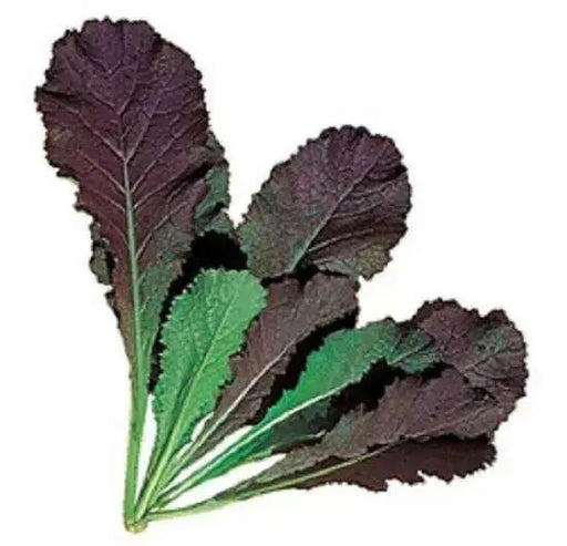 JAPANESE  MUSTARD SEEDS (JEOK GAT) - Asian Vegetable - Caribbean garden seed