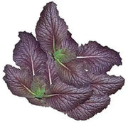 JAPANESE  MUSTARD SEEDS (JEOK GAT) - Asian Vegetable - Caribbean garden seed
